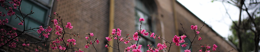 学校春季的鲜花